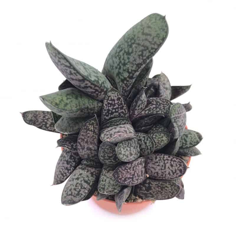 Succulent & Cactus Malaysia