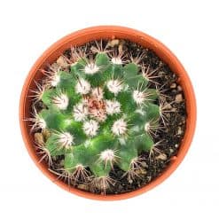 Stephania Erecta 山乌龟 Succulent Cactus Malaysia