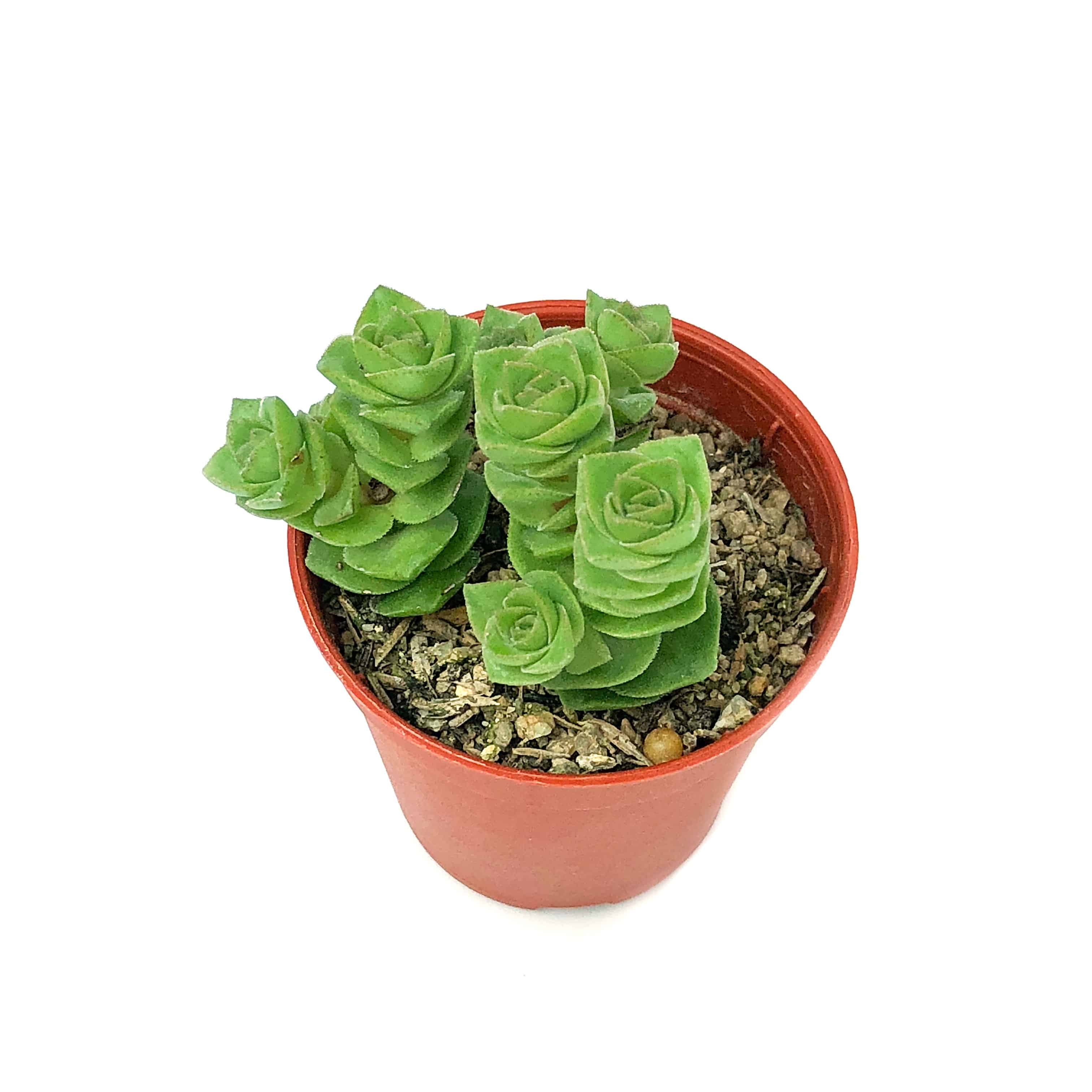 A5 – Crassula conjuncta ‘String of Buttons’ 星王子 – Succulent & Cactus 