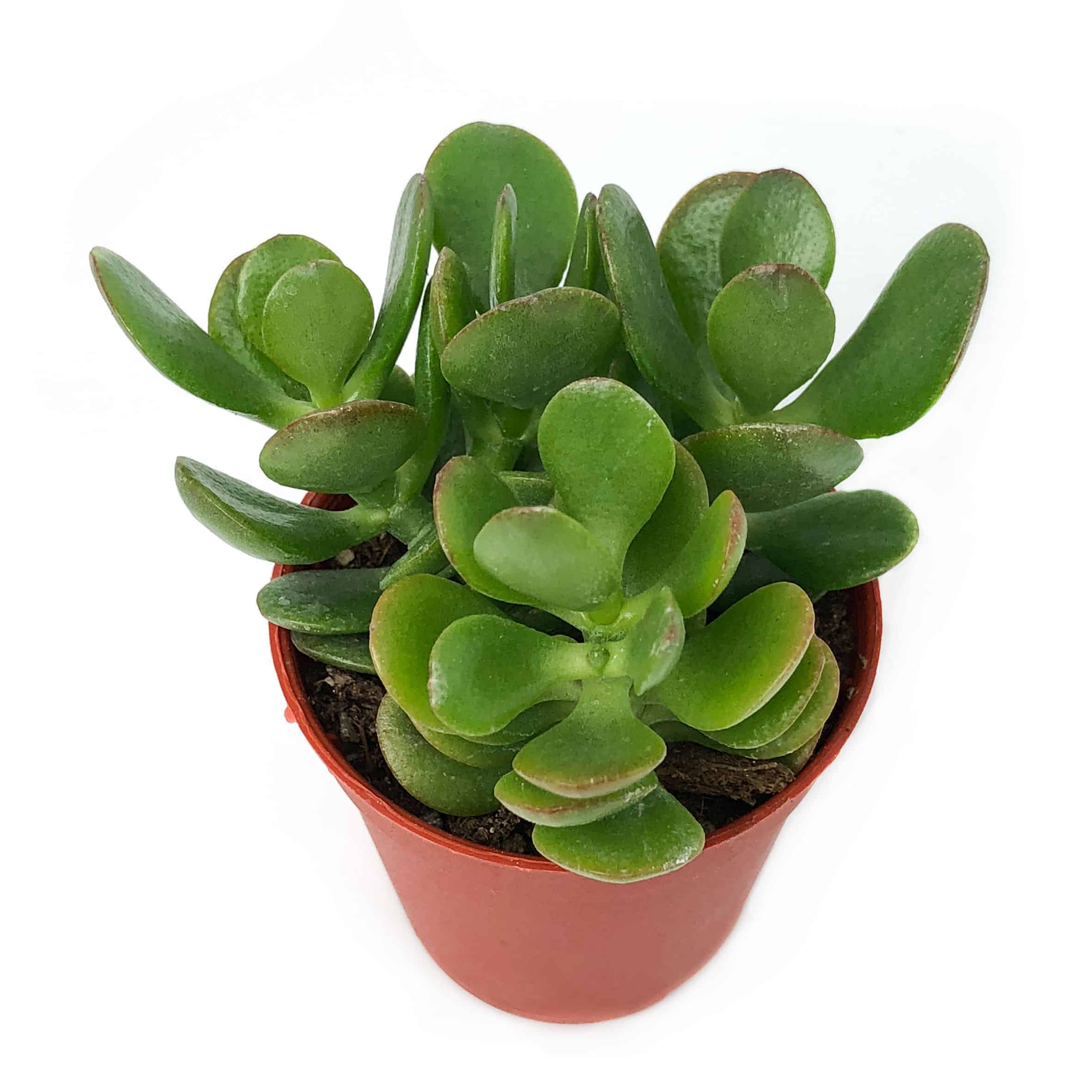 A6 Crassula ovata ‘Jade Plant’ 玉树 Succulent &amp; Cactus