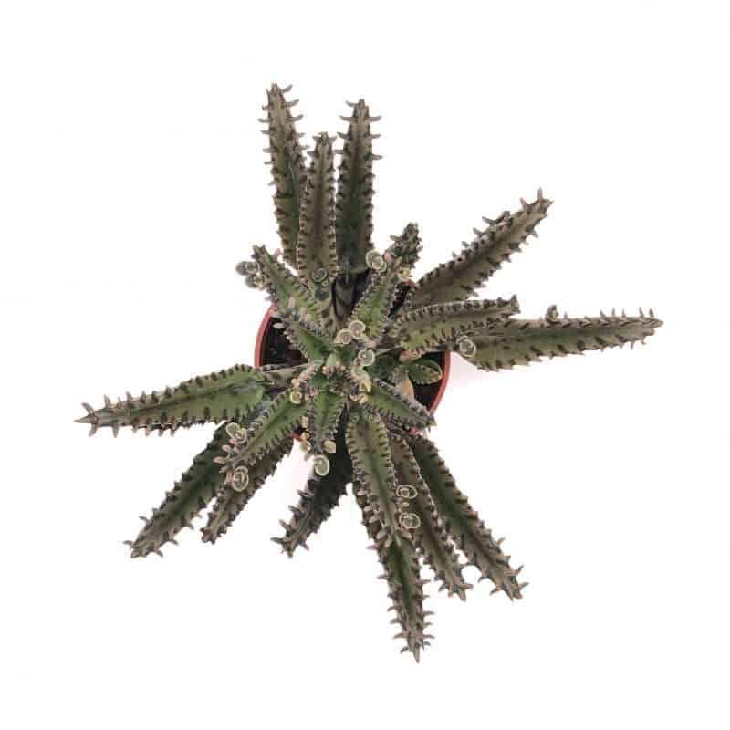 Succulent & Cactus Malaysia