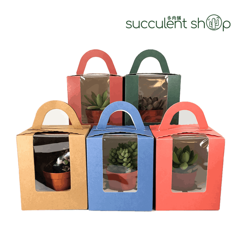DIY & Gift Box Succulent & Cactus Malaysia