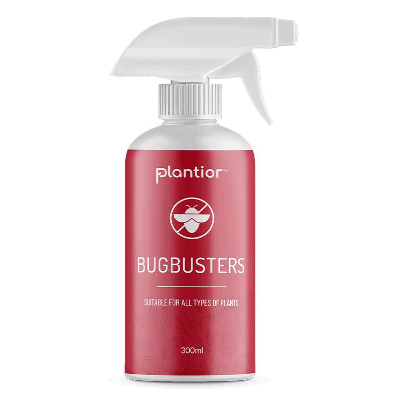 Bugbusters