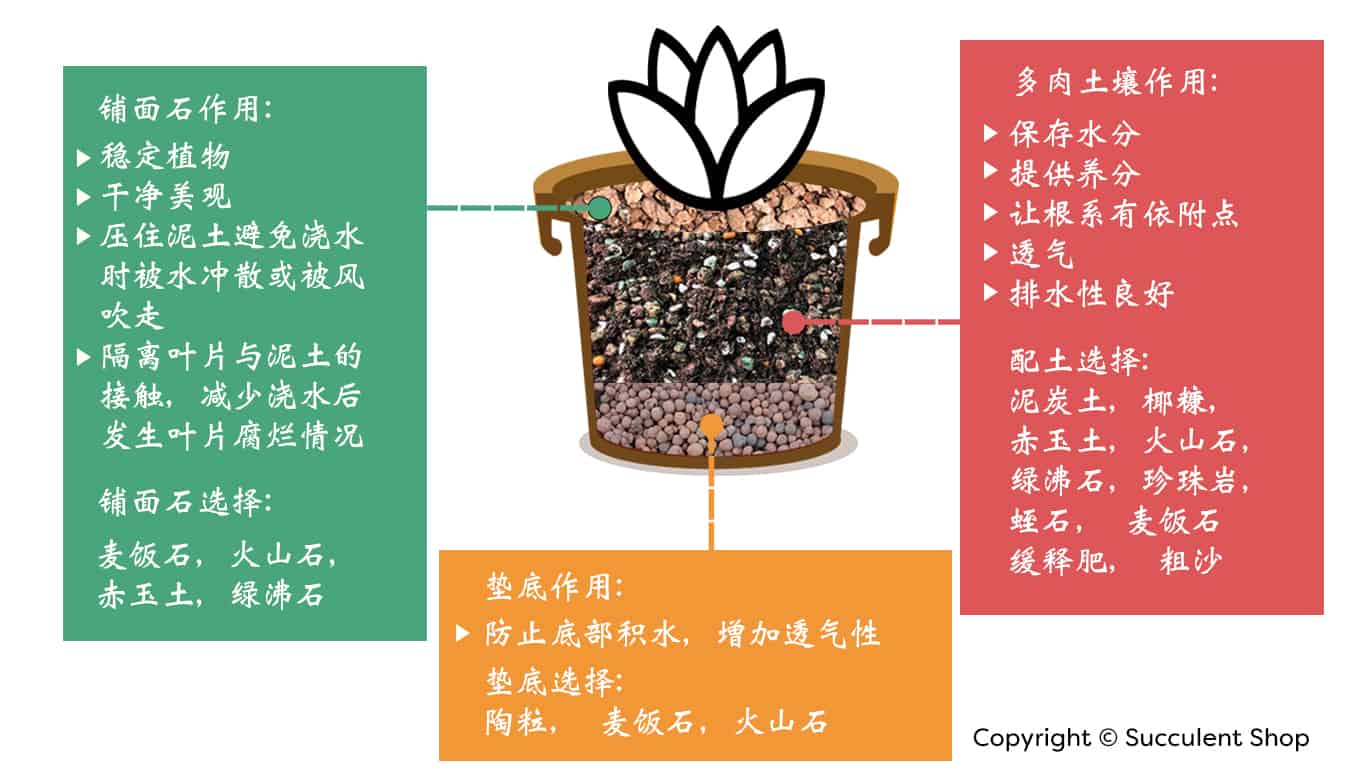 多肉土壤 铺面和垫底石用途 Succulent Cactus Malaysia