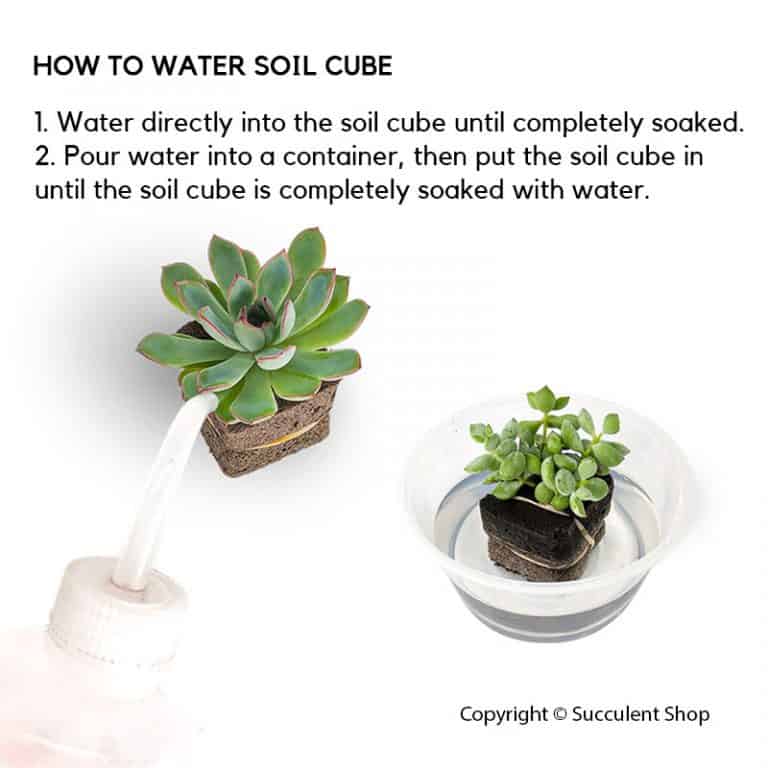 Soil Free Cement Pot Gift (Bulk Order) - Succulent ...