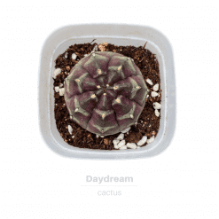 Cactus Daydream