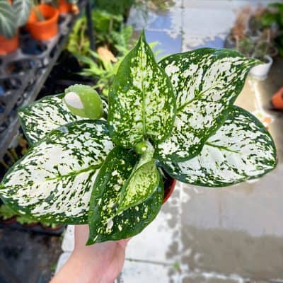 Aglaonema Poki White - Succulent & Cactus Malaysia